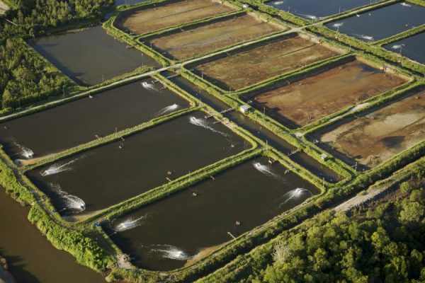 Aquaculture Ponds, Malaysia Original_WW22260